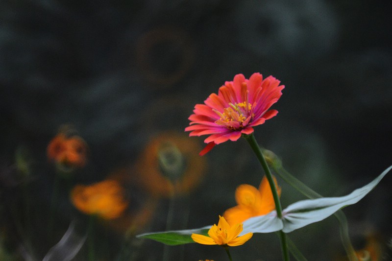 DSC_5011_1.jpg