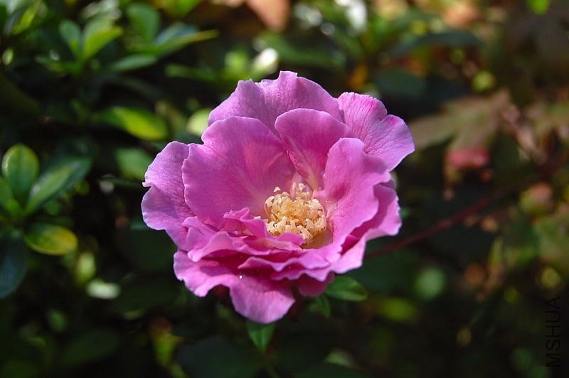 DSC_00080008.JPG