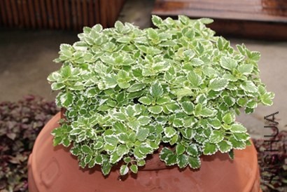 1 (19).jpg
