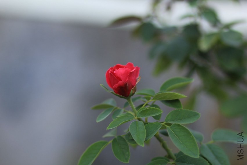 IMG_3442.jpg