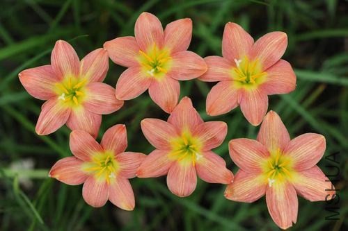 Zephyranthes_Crimson_Sunset_BBB_05_F_Marta.jpg