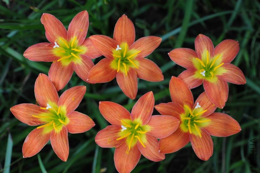 Zephyranthes_Starburst_BBB_37_F_Marta.jpg
