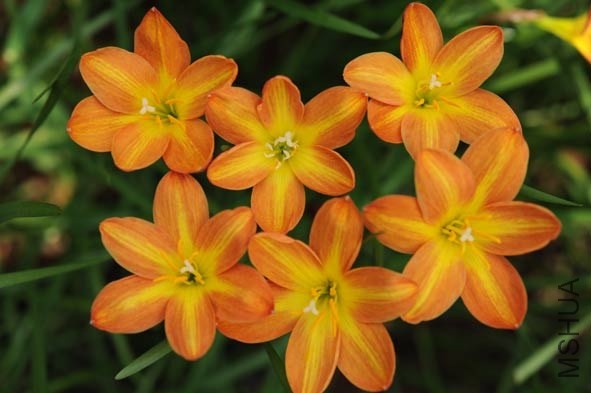 Zephyranthes_Star_of_Bethlehem_BBB_24_F_Marta.jpg