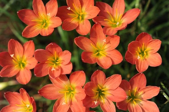 Zephyranthes_Scarlet_Pimpernell_BBB_34_F_Marta.jpg