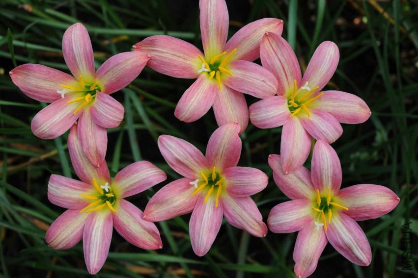 Zephyranthes_Rose_Perfection_BBB_28_F_Marta.jpg