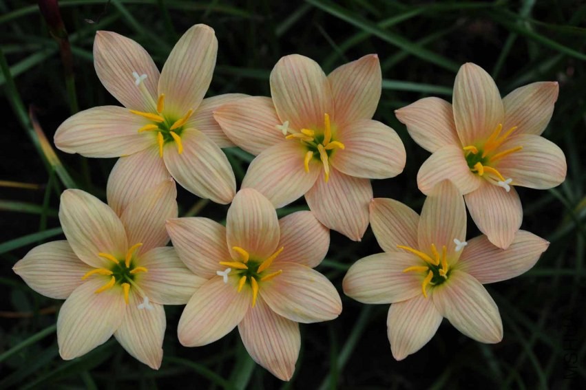 Zephyranthes_Magic_Charm_BBB_30_F_Marta.jpg