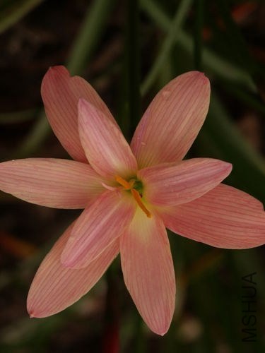 Zephyranthes_Moulin_Rouge2.jpg