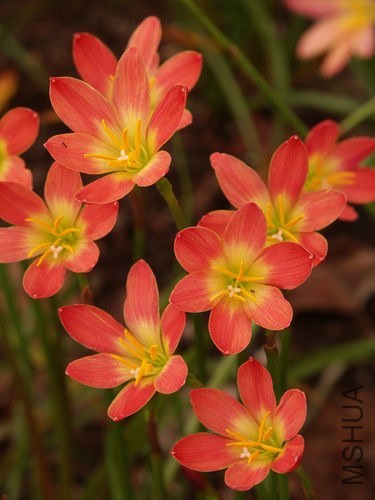 Zephyranthes_Krakatau5.jpg