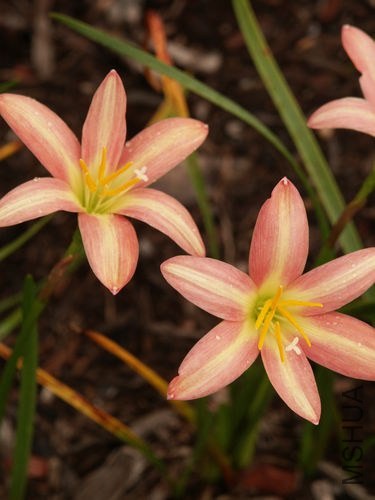 Zephyranthes_Lydia_Luckman6.jpg