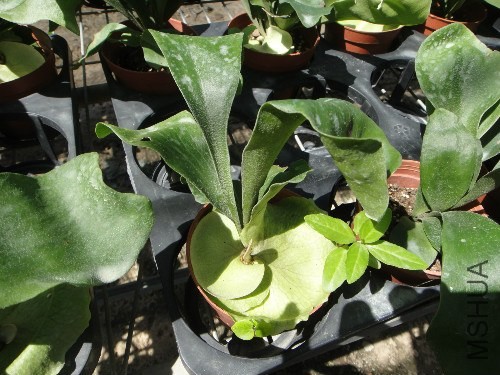 ͦ�ر�ģ����µ�Ҷ�Ӹ�ס�����