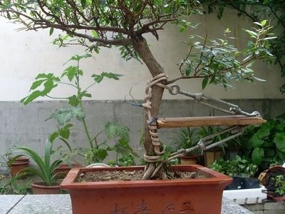 SL376488.JPG