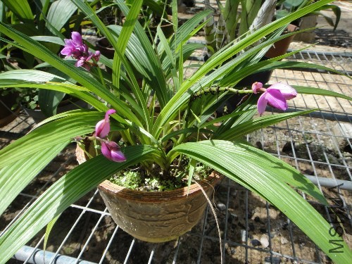 Ҷ�Ӹ�������С��ʱ��Ҷ��һ��