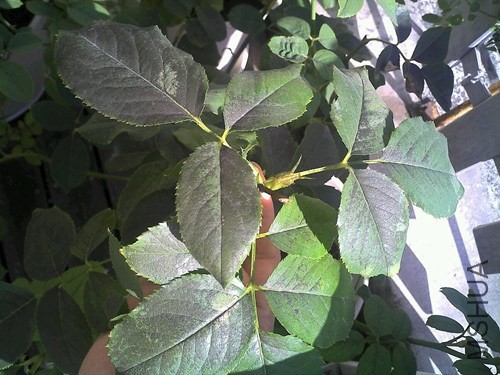 QQͼƬ20130814081602.jpg