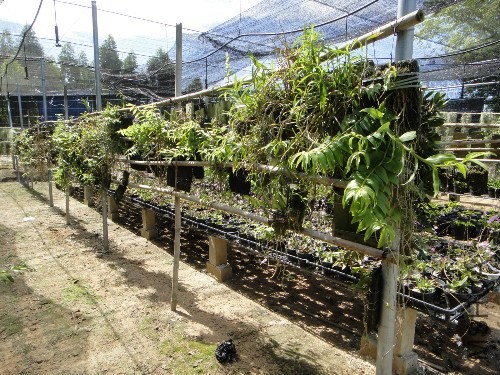 ����������ľ����