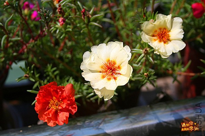 ��Ƭ 006_����.jpg