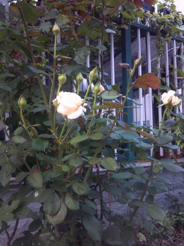 psb (1).jpg