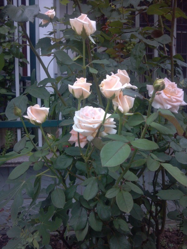 psb (13).jpg