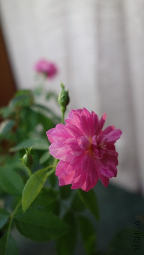 DSC04218.JPG
