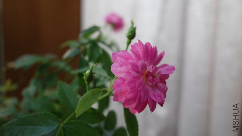 DSC04222.JPG
