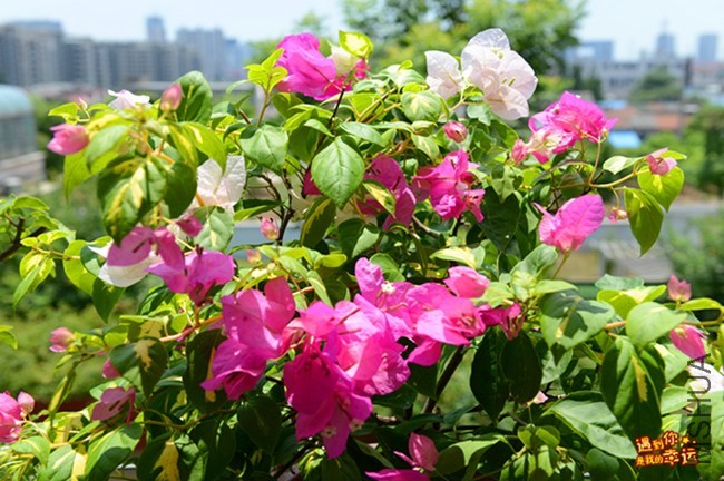 ��Ƭ 095_����.jpg