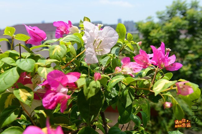 ��Ƭ 096_����.jpg