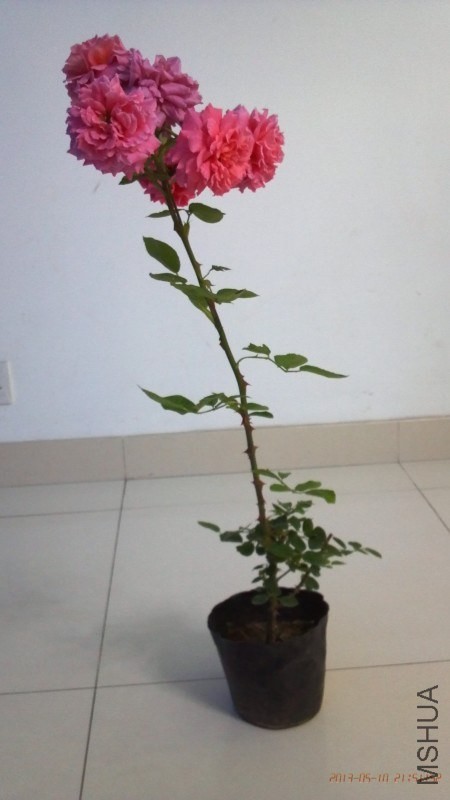 psb (4).jpg
