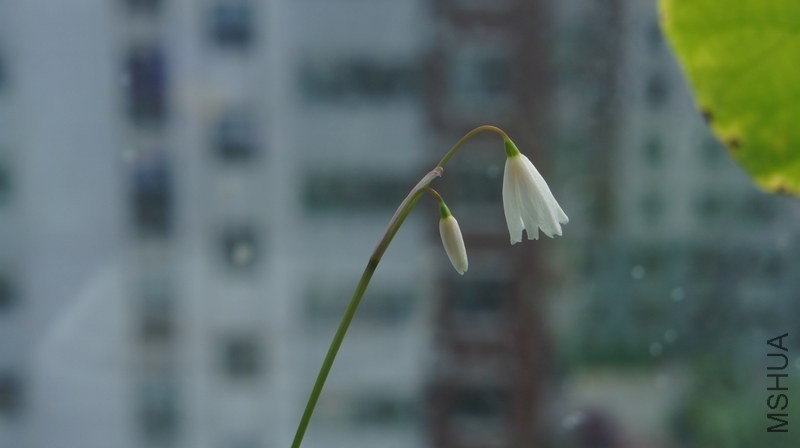 DSC03720.jpg