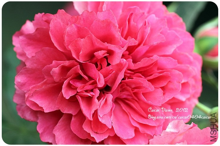 õ �� ԰ ����ɭ