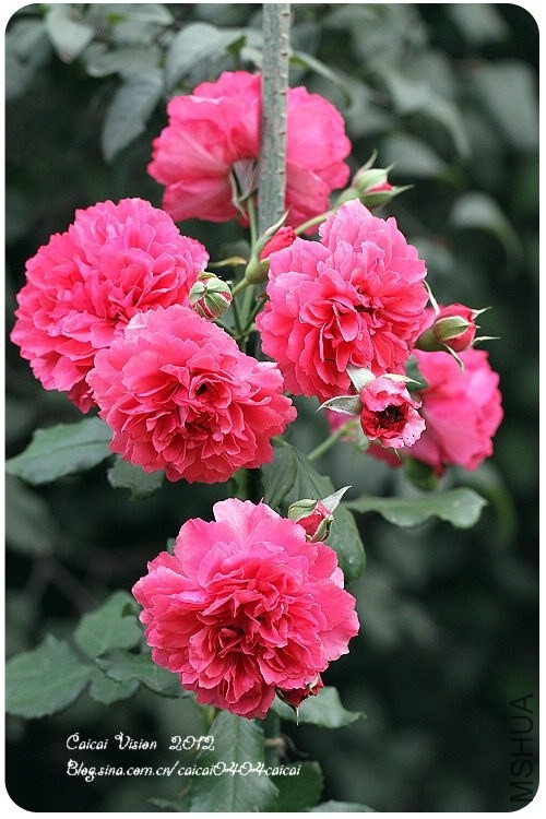 õ �� ԰ ����ɭ