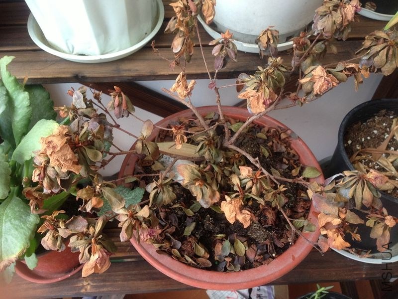 ���������¶�ʮ�����ʹ��ÿ��������ˮҲ���������