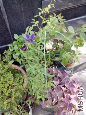 IMG_20130816_074913.jpg