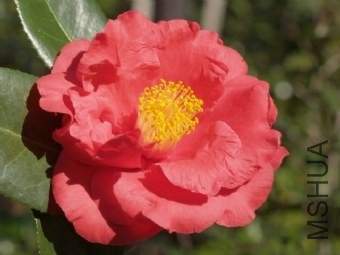 grand slam  p1015755.jpg