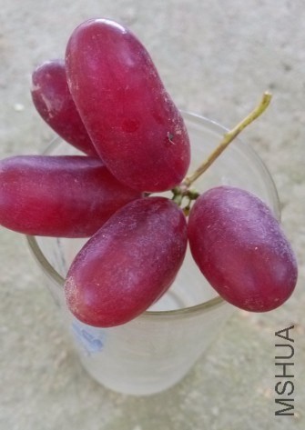����ָ���ι�1