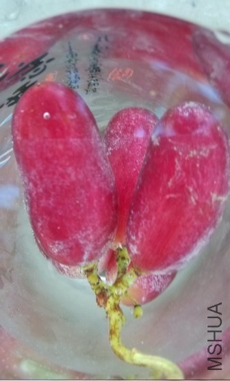 ����ָ���ι�1