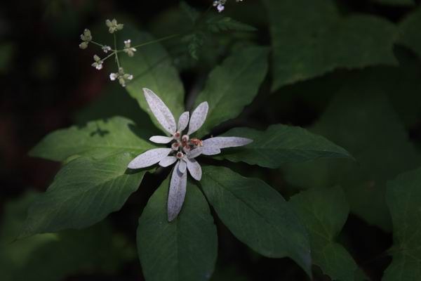 ��¥ ѩ�޻�.JPG