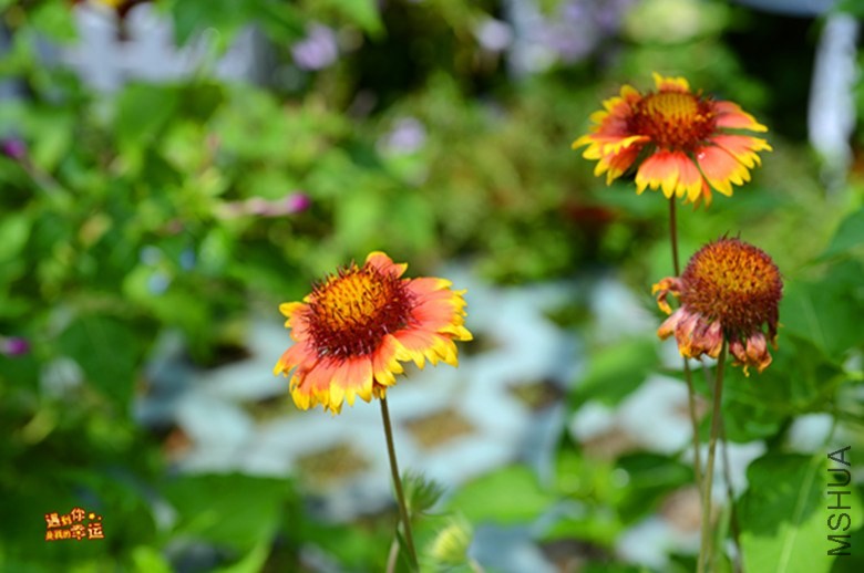 ��Ƭ 006_����.jpg