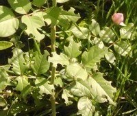 QQ��ͼ20130818205510.jpg