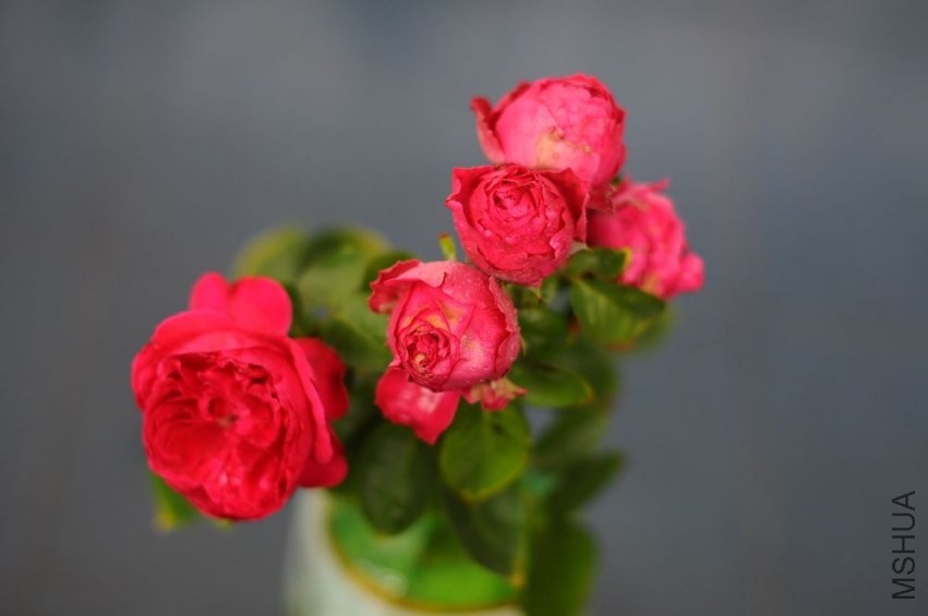 DSC_1170.jpg