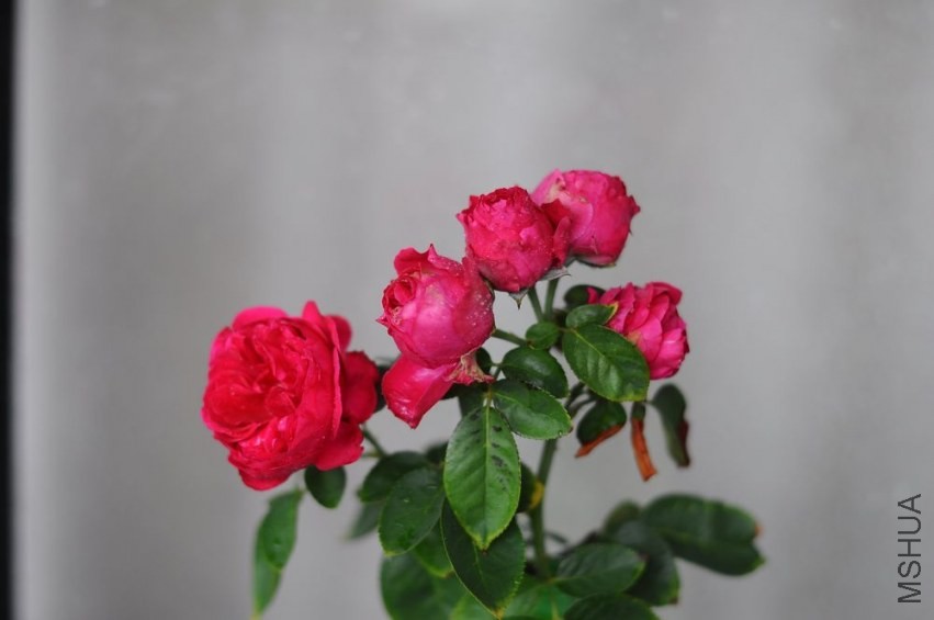 DSC_1169.jpg