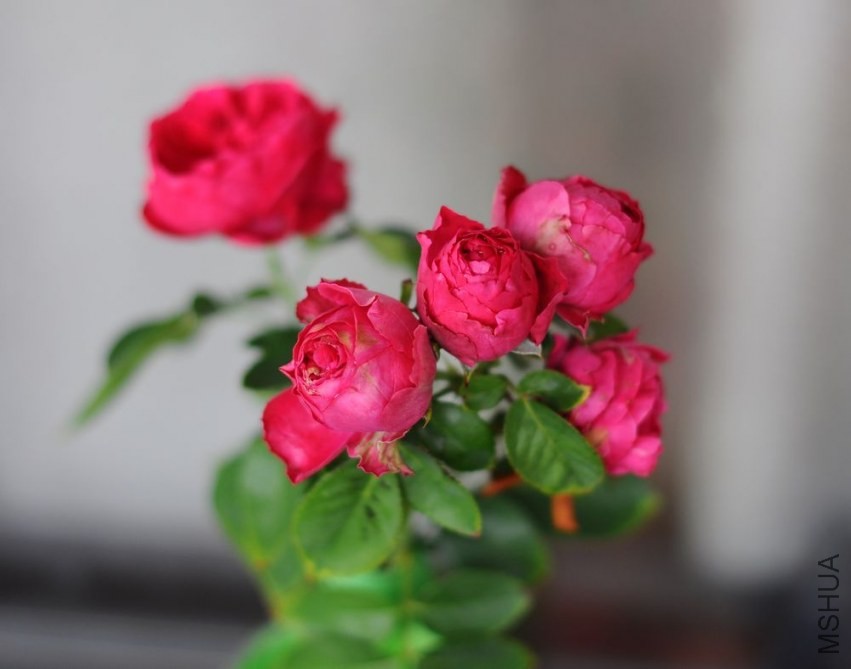 DSC_1161.jpg