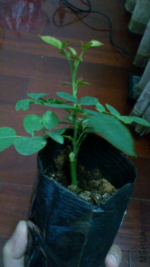 QRW`[TCRI1JCWQX91O@4{BG.jpg