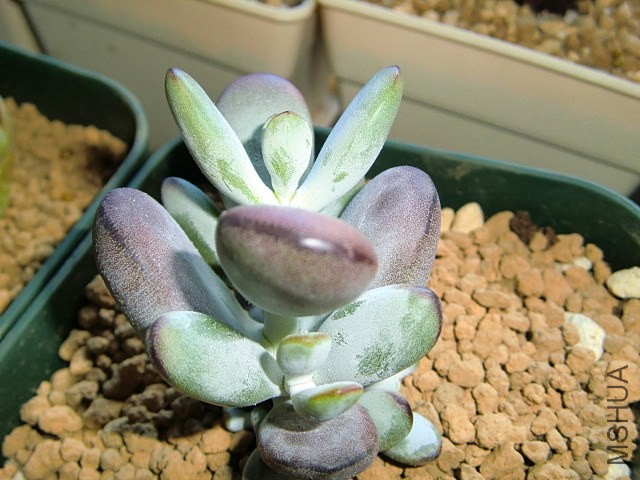 CIMG6671.JPG