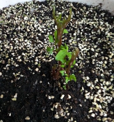 ������������20130130.jpg