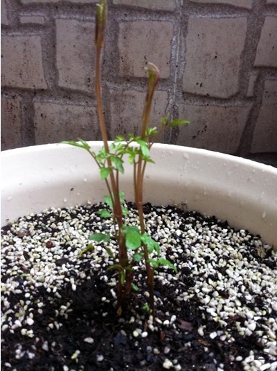 ������������20130207.jpg