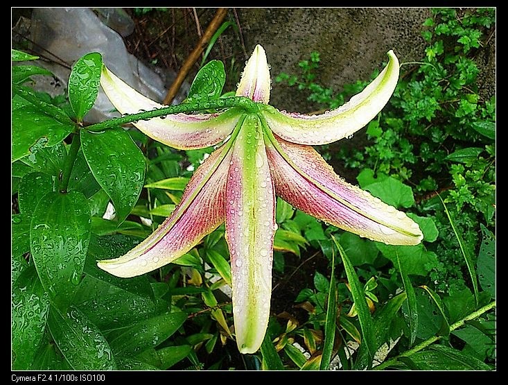 nEO_IMG_CYMERA_20130611_083357.jpg
