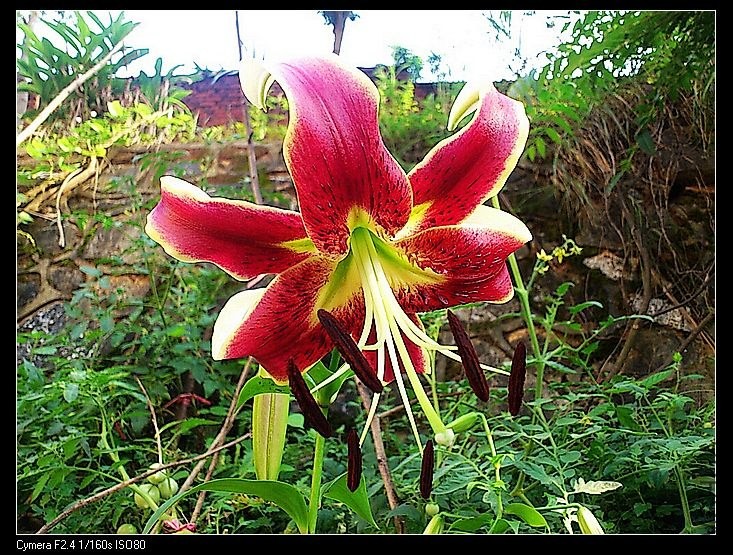 nEO_IMG_CYMERA_20130612_081703.jpg