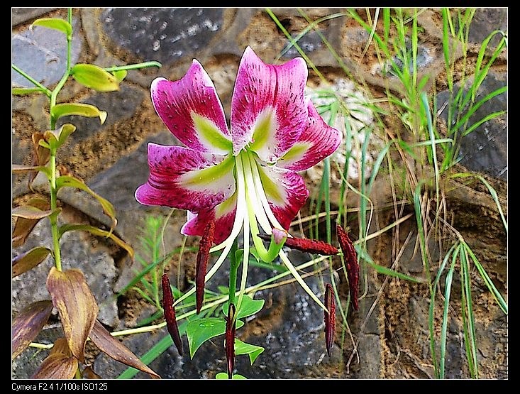 nEO_IMG_CYMERA_20130701_072501.jpg