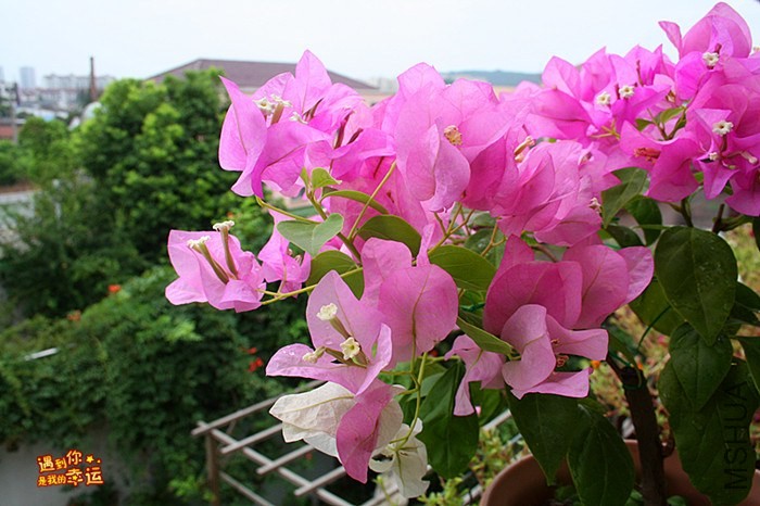 ��Ƭ 004_����.jpg