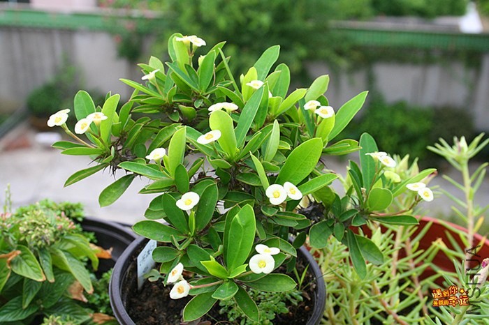 ��Ƭ 089_����.jpg