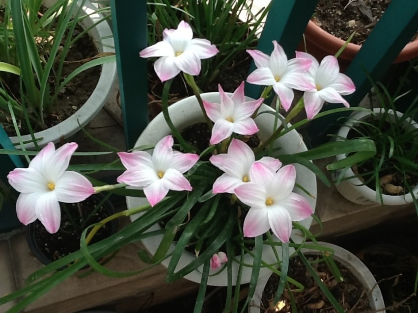 lily